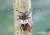 tesařík (Brouci), Pogonocherus hispidulus, Cerambycidae, Pogonocherini (Coleoptera)